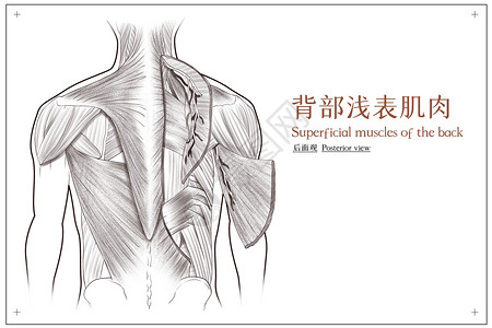背部浅表肌肉后面观医疗插画背景图片