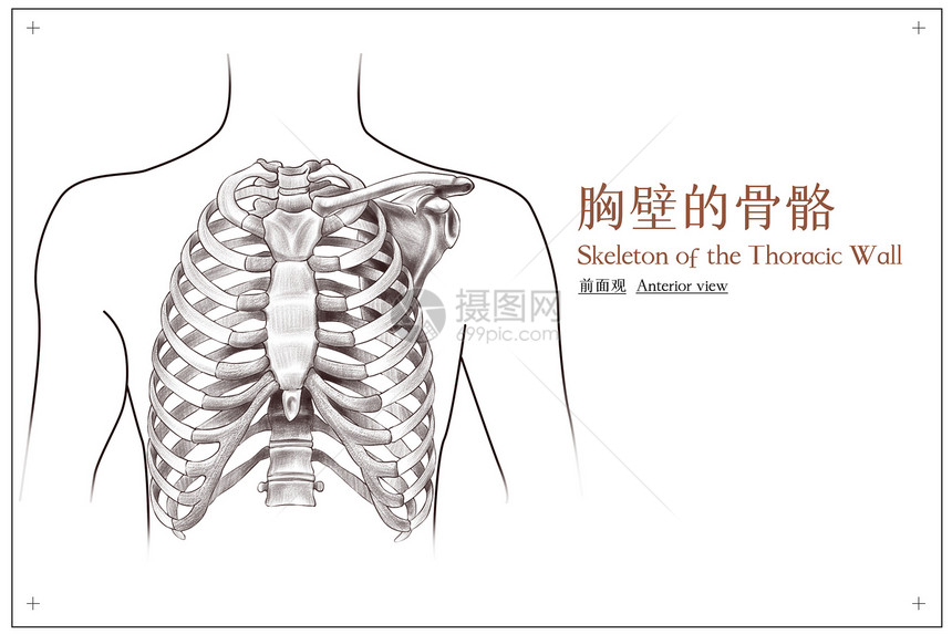 胸部胸壁的骨骼前面观医疗插画图片