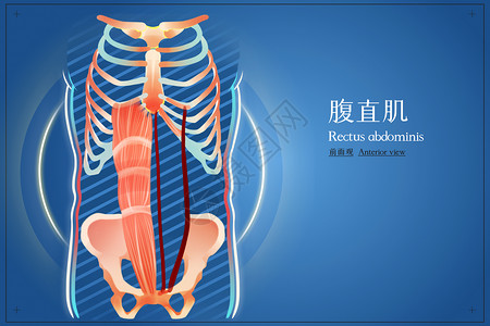 肌肉骨骼腹直肌前面观医疗插画插画