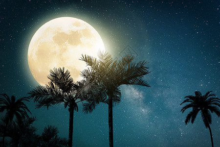 夜晚树中秋月圆设计图片