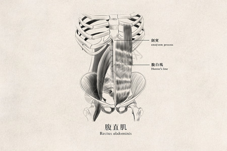 腹直肌医用人体插画背景图片