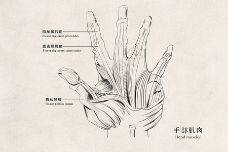 手部肌肉医用人体插画高清图片