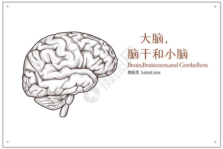 大脑脑干和小脑侧面观医疗插画插画