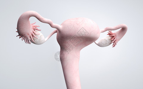 内分泌腺子宫卵巢场景设计图片