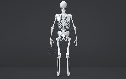 人体骨骼结构背面结构图片