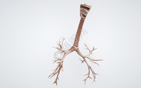动物肢体人体气管结构设计图片