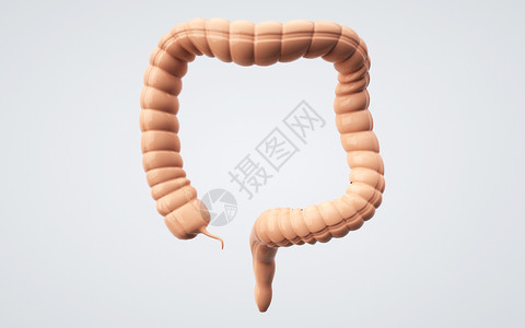 大肠结构大肠模型设计图片