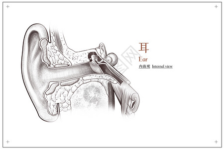 耳内面观医疗插画插画
