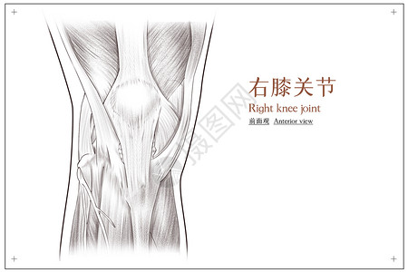 右膝关节前面观医疗插画背景图片
