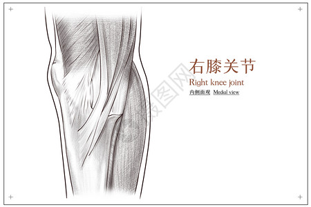 小腿肌肉右膝关节内侧面观医疗插画插画