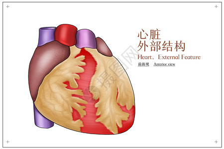心脏外部结构前面观医疗插画高清图片