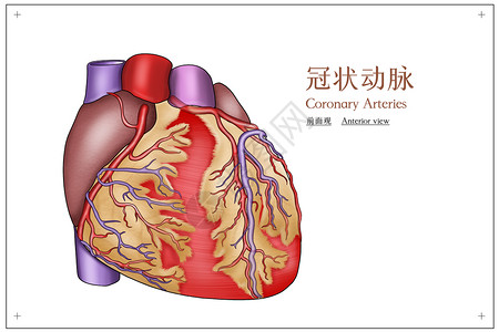 胸部器官冠状动脉前面观医疗插画插画