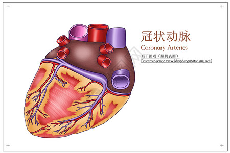 冠状动脉后下面观医疗插画图片