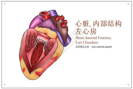 心脏性猝死心脏内部结构左心房医疗插画插画