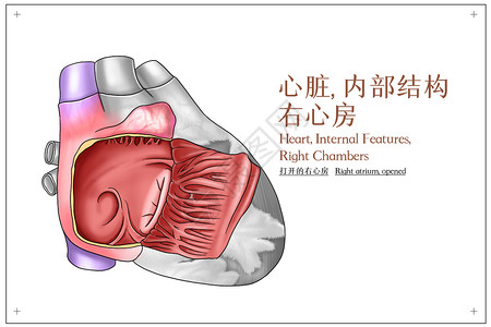 心脏内部结构右心房（打开的右心房）医疗插画图片