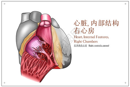 （打开的右心室）心脏内部结构右心房医疗插画插画