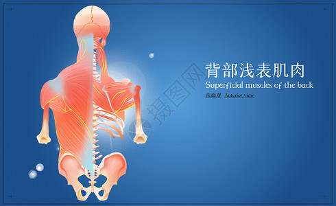 背部浅表肌肉前面观高清图片