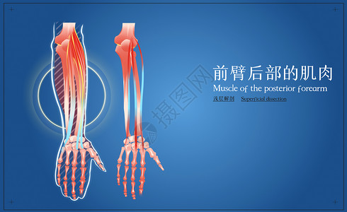 前臂后部肌肉浅层解剖插画