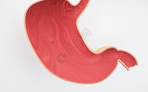 人体器官胃剖面图背景图片
