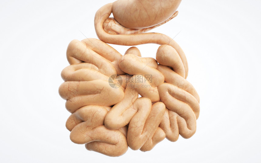 人体消化系统小肠图片