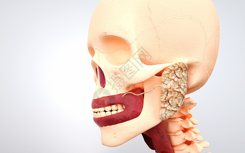 人体腮腺结构图片