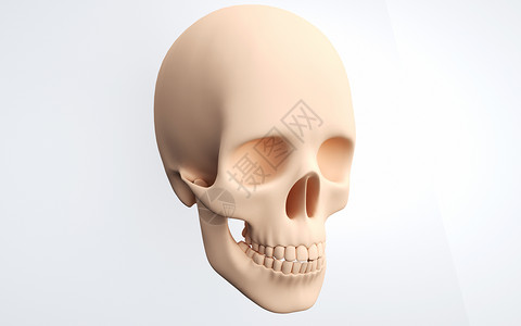 人体头骨结构图片
