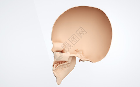 人体头骨剖面结构图片