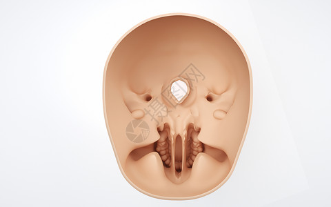 婴儿鼻子人体头部骨骼剖面设计图片