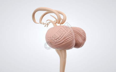 小洋葱人体下丘脑结构设计图片