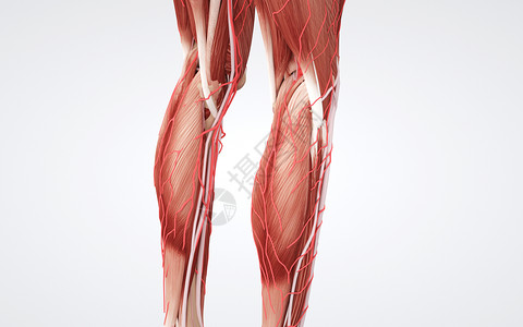 下肢动脉硬化人体下肢肌肉设计图片