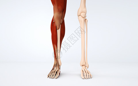 人体肌肉组织人体小腿结构设计图片