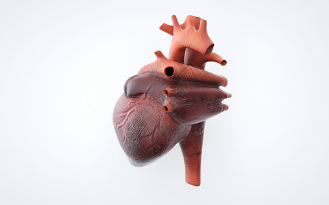 人体心脏器官结构图片