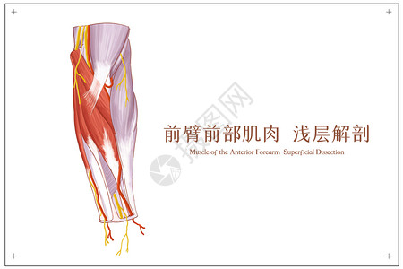 前臂前部肌肉浅层解剖医疗插画背景图片