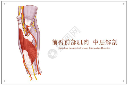 前臂前部肌肉中层解剖医疗插画背景图片