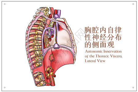 胸腔内自律性神经分布的侧面观医疗插画高清图片