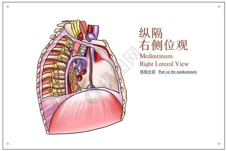人体骨骼结构图纵隔右侧位观医疗插画插画