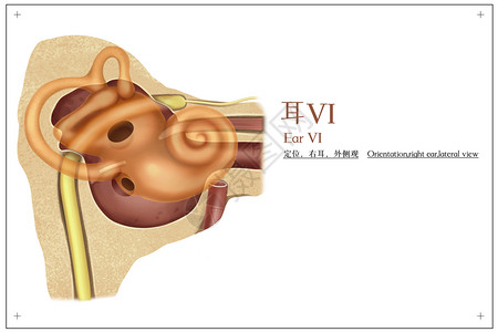 耳膜耳定位右耳外侧观医疗插画插画