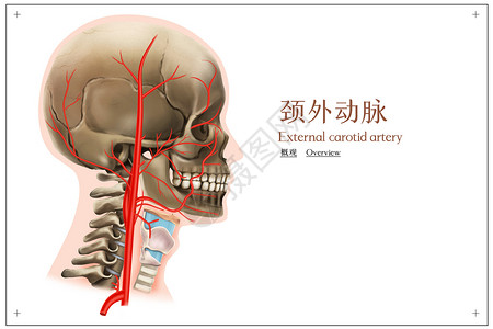 颈外动脉的概观医疗插画高清图片