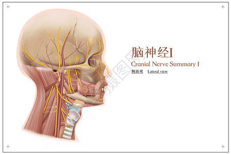 颈部肌肉脑神经I侧面观医疗插画插画