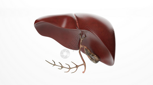 人体肝脏模型图片