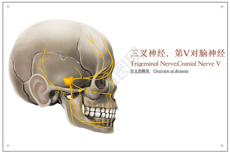 头疼的人三叉神经分支的概况医疗插画插画