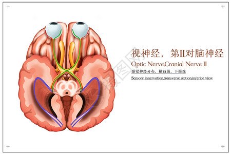 对讲系统视神经，第II对脑神经，感觉神经分布，横截面，下面观医疗插画插画