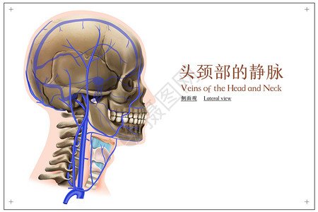 头颈部的静脉侧面观医疗插画背景图片