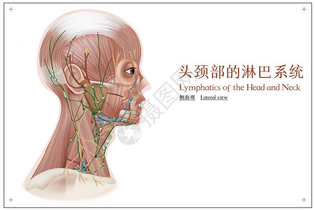 头部肌肉头颈部的淋巴系统医疗插画插画