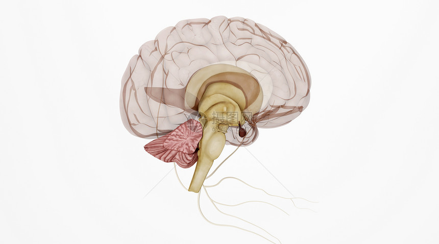 人体大脑场景图片