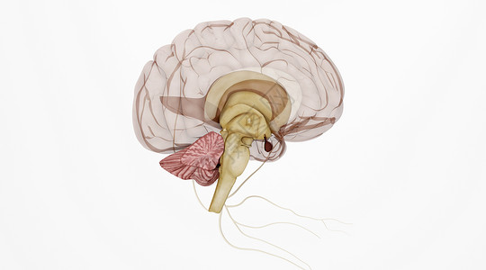底面体模型人体大脑场景设计图片