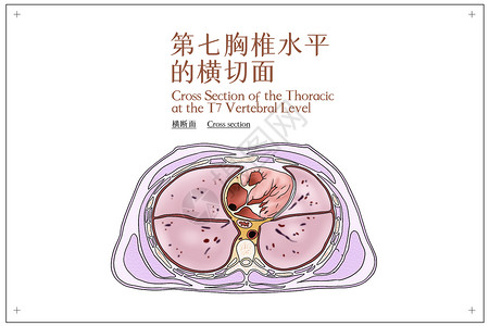 第七胸椎水平的横切面医疗插画图片