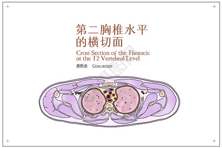 第二胸椎水平的横切面医疗插画背景图片