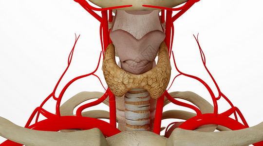 大脑血管人体甲状腺场景设计图片