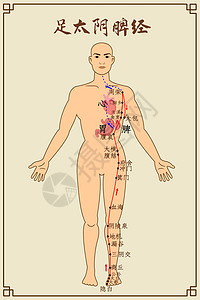 足太阴脾经及穴位背景图片
